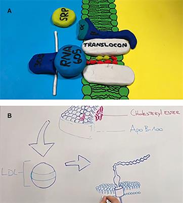 Student-Produced Video of Role-Plays on Topics in Cell Biology and Biochemistry: A Novel Undergraduate Group Work Exercise